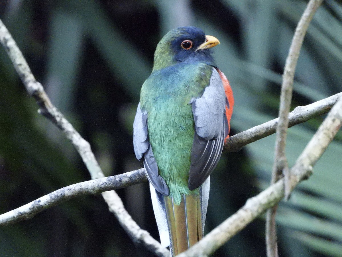 Coppery-tailed Trogon - ML645736410