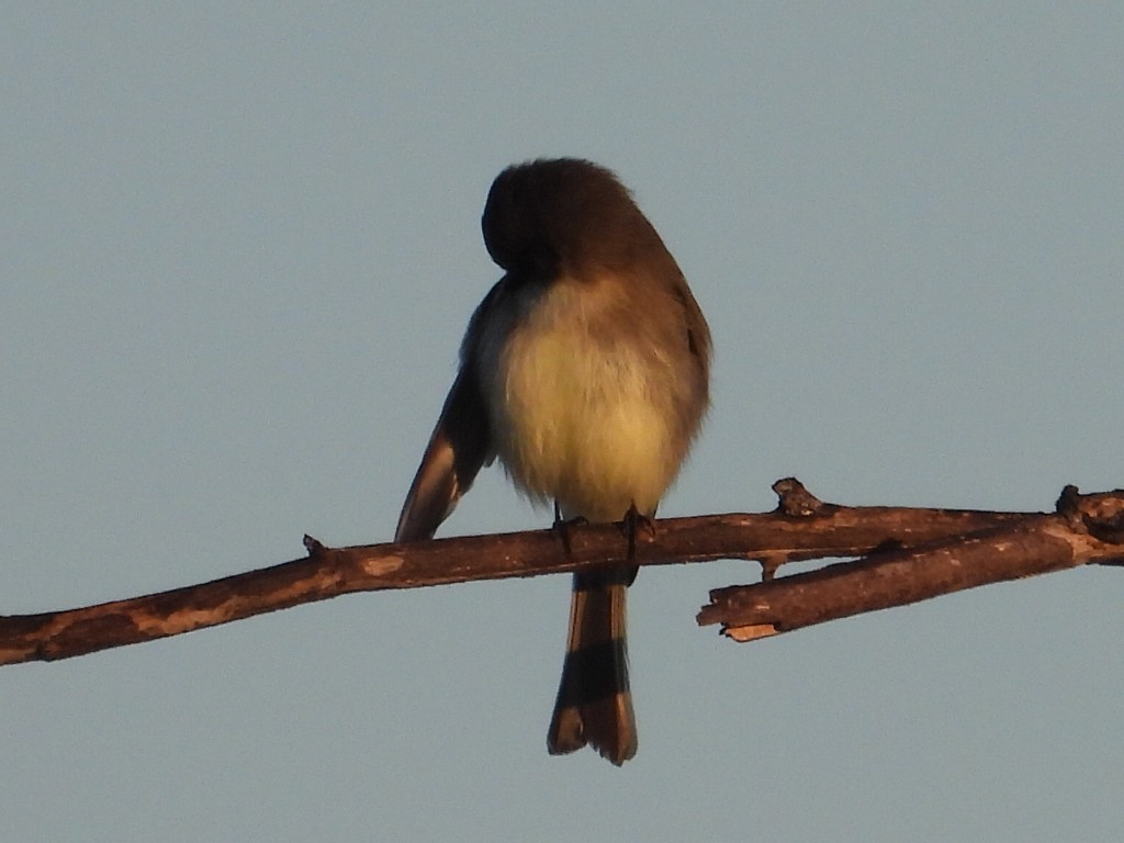 Eastern Phoebe - ML645736423