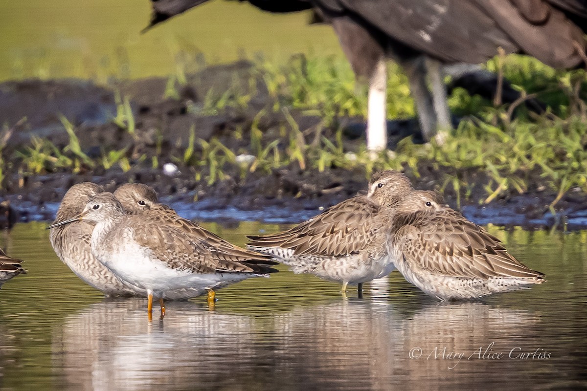 Long-billed Dowitcher - ML645736425