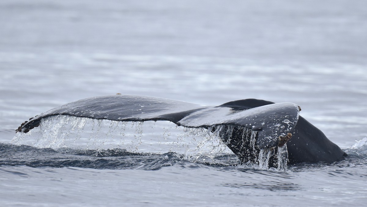 Humpback Whale - ML645736426
