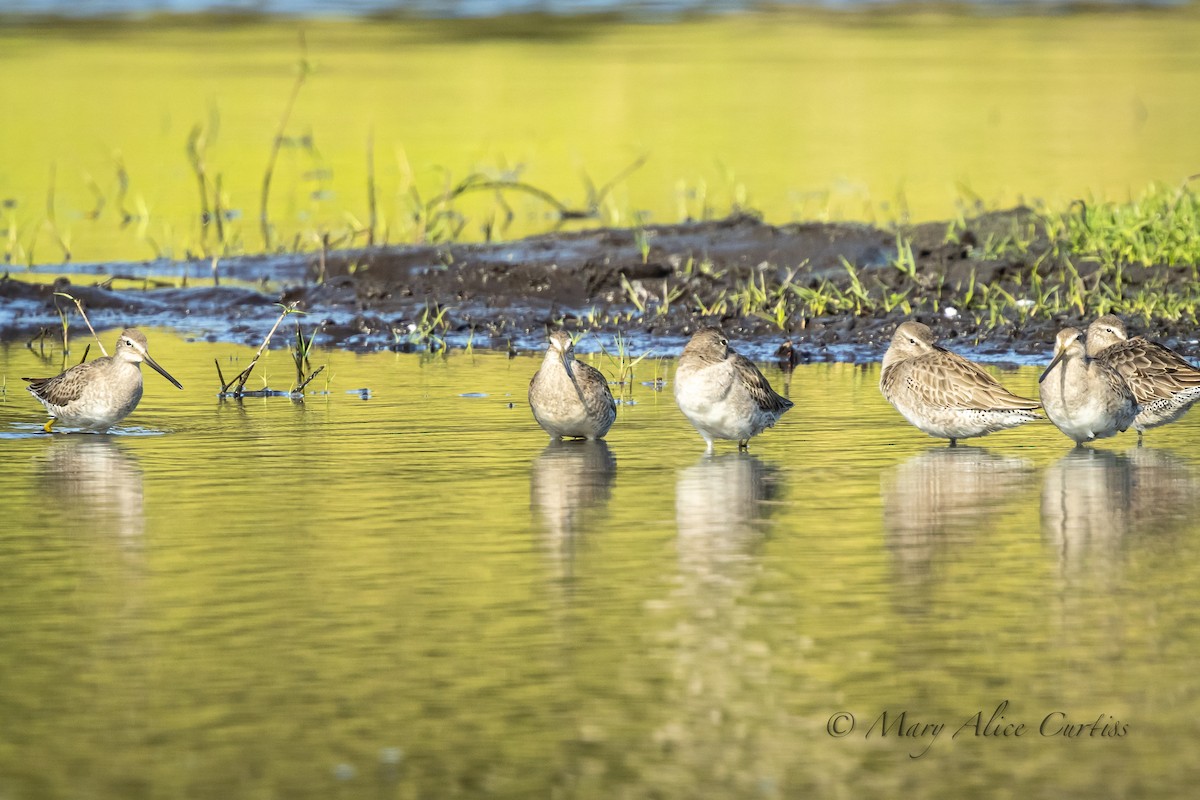 Long-billed Dowitcher - ML645736427