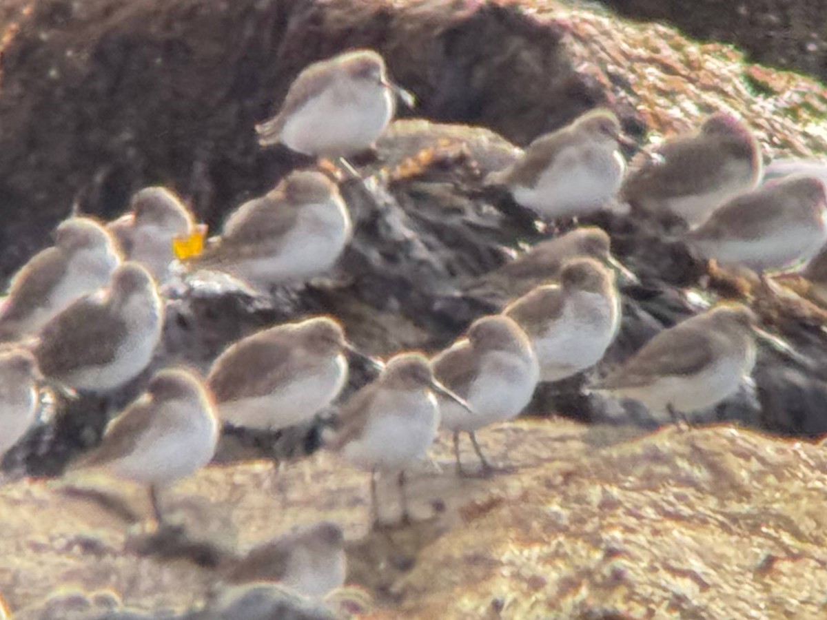 Dunlin - ML645736430