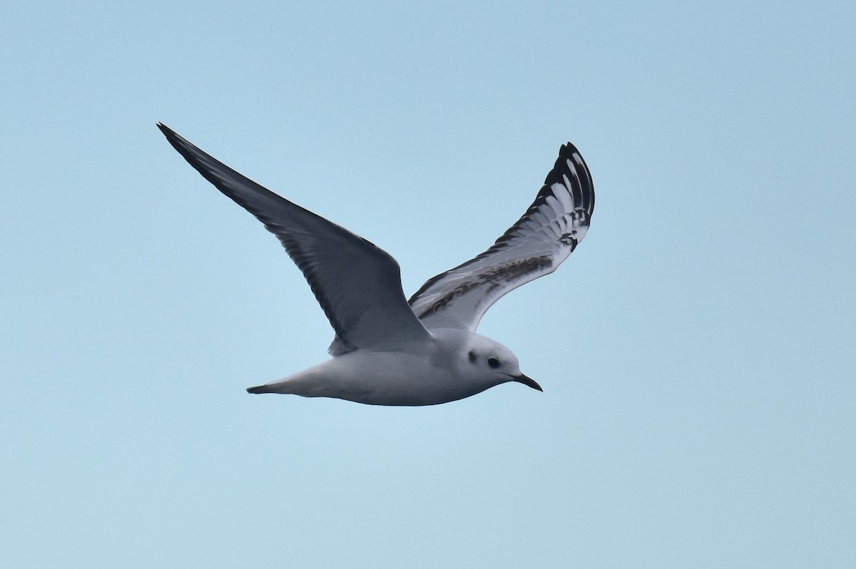 Bonaparte's Gull - ML645736434