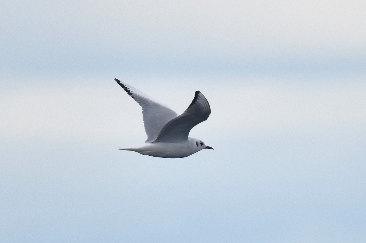 Bonaparte's Gull - ML645736437