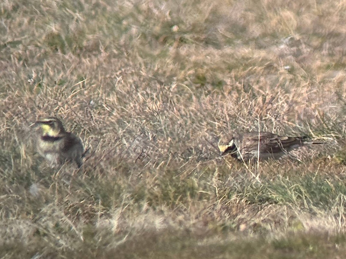 Alondra Cornuda - ML645736445