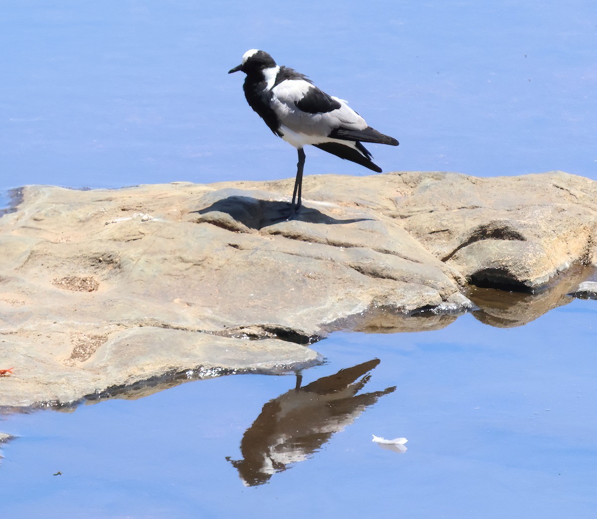 Blacksmith Lapwing - ML645736446