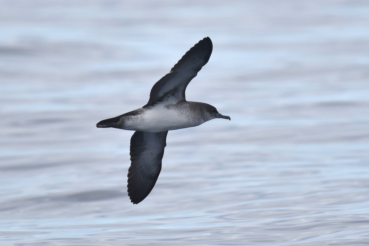 Black-vented Shearwater - ML645736448