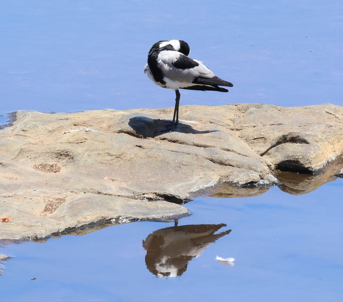 Blacksmith Lapwing - ML645736449