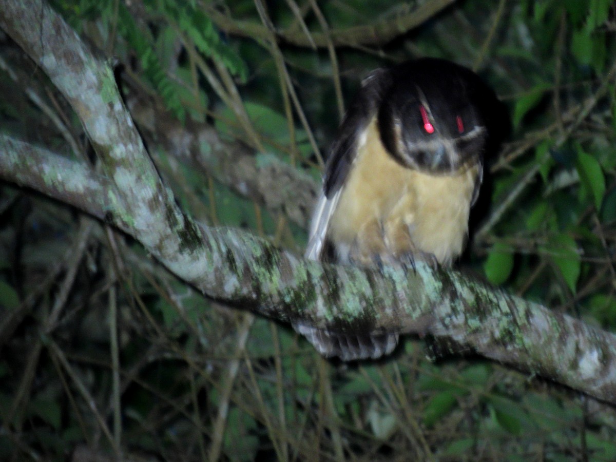 Tawny-browed Owl - ML645736454