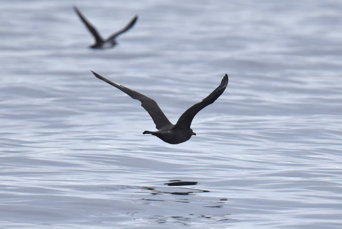 Pomarine Jaeger - ML645736455