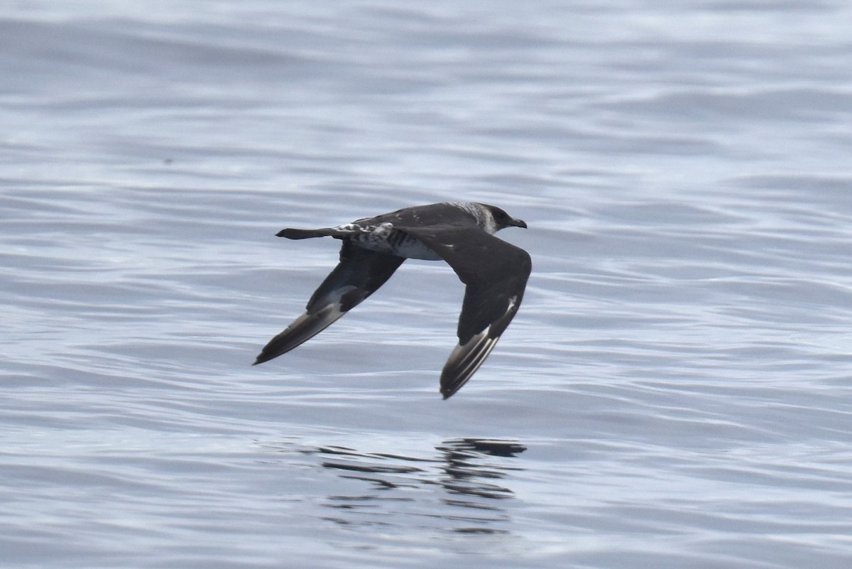 Pomarine Jaeger - ML645736456