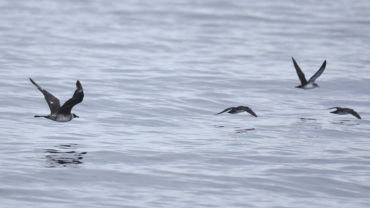 Pomarine Jaeger - ML645736457