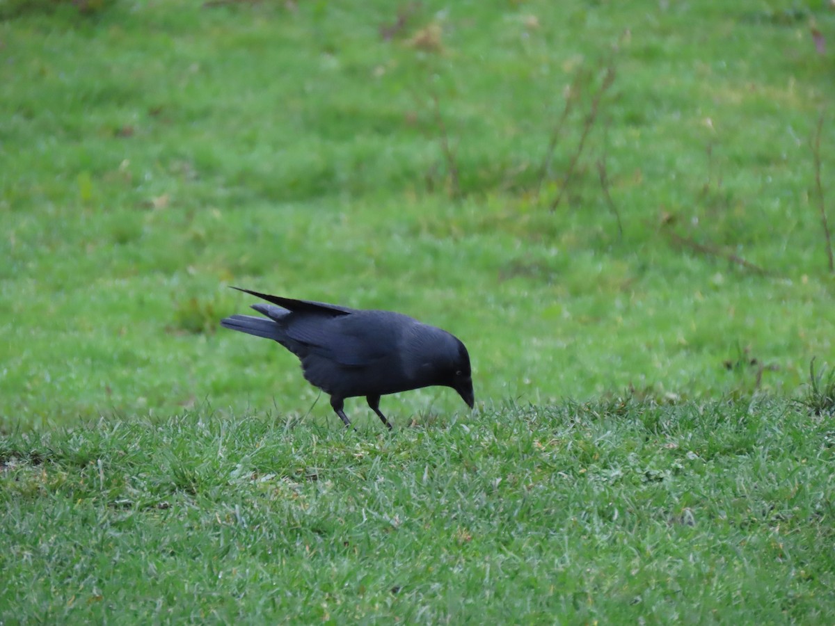 Eurasian Jackdaw - ML645736475