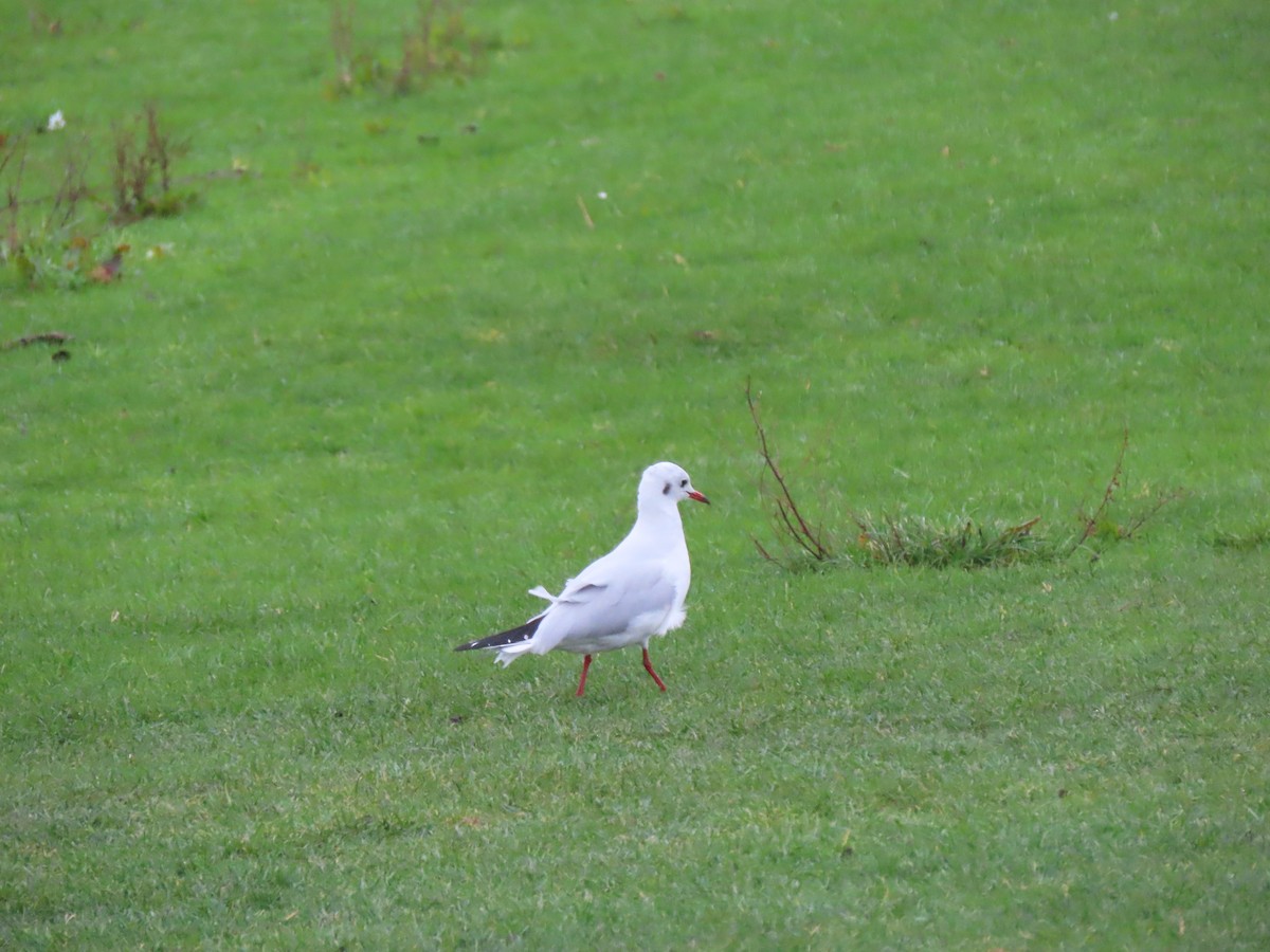 Black-headed Gull - ML645736477