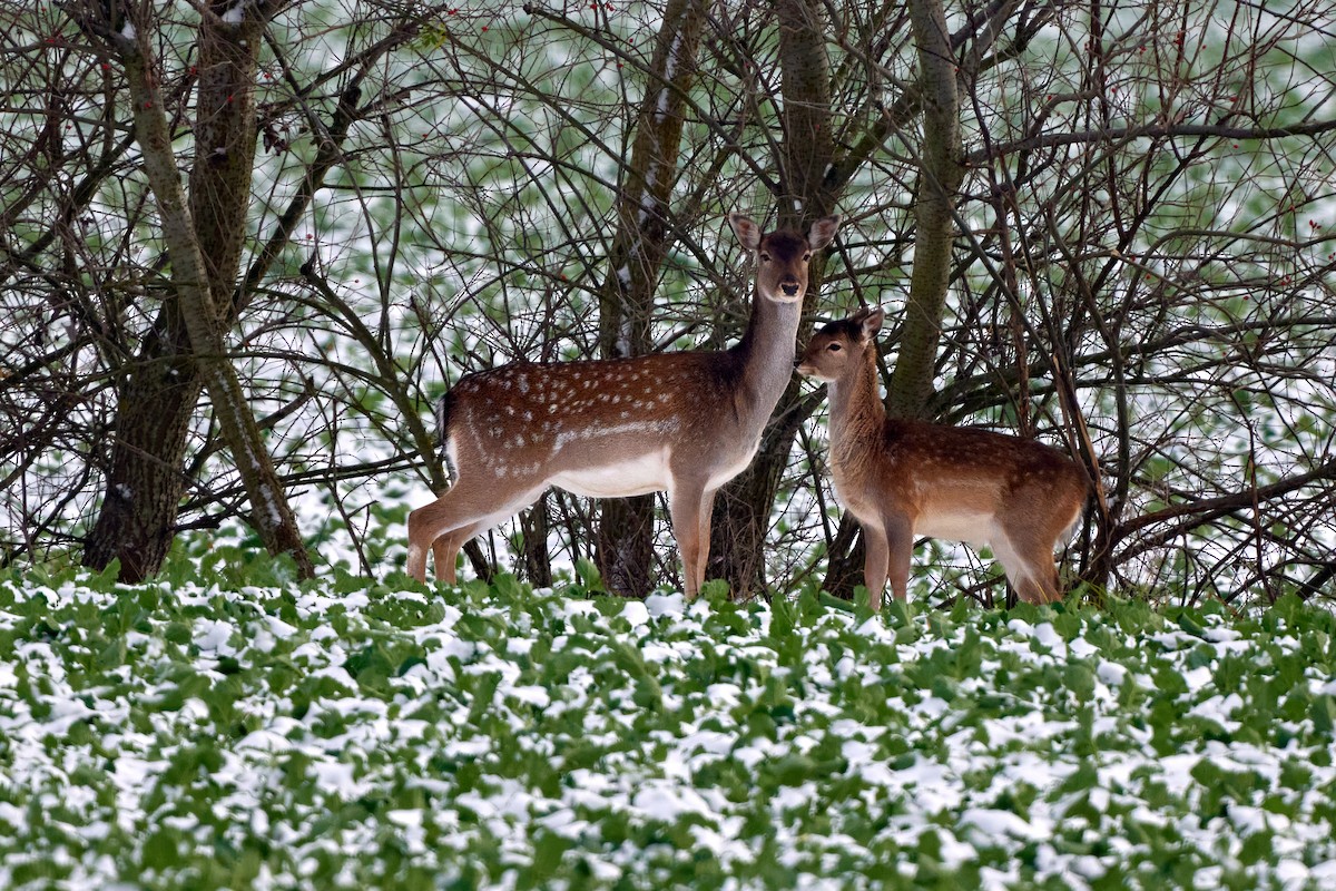 European Fallow Deer - ML645736479