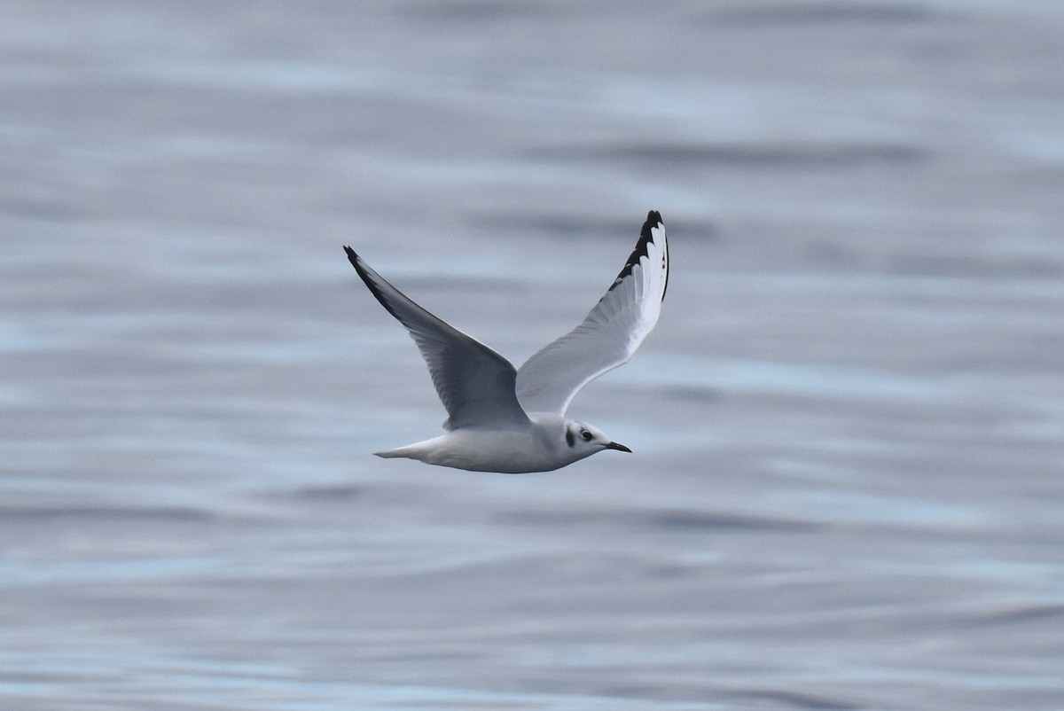 Bonaparte's Gull - ML645736482