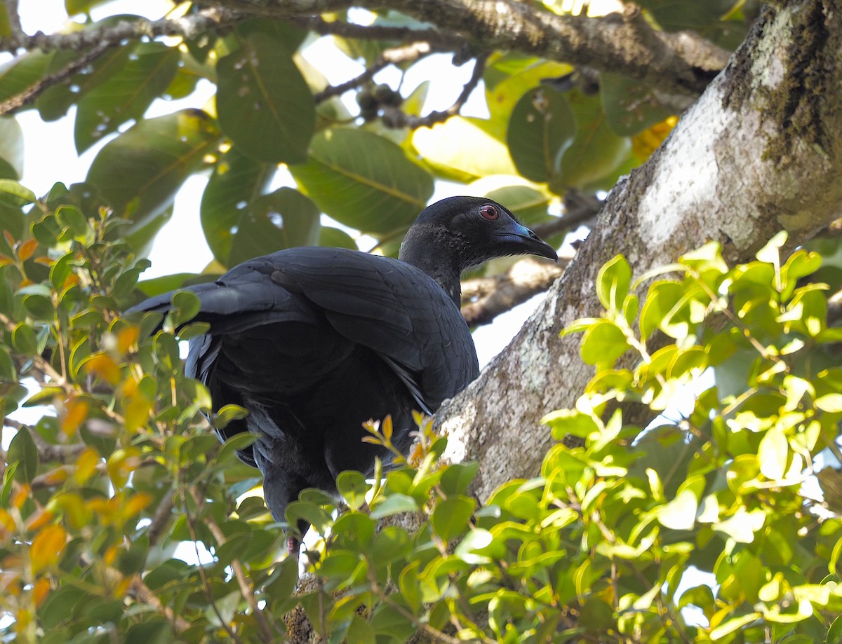 Black Guan - ML645736485