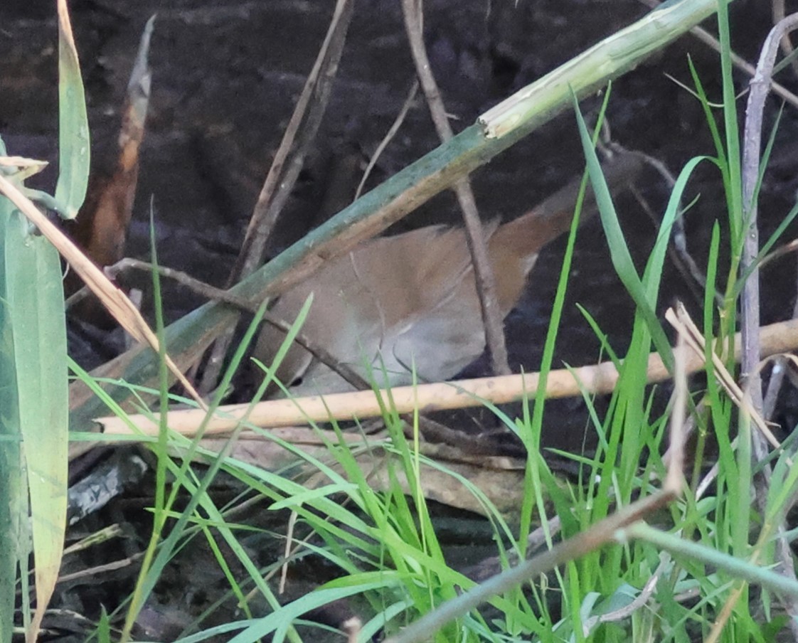 Cetti's Warbler - ML645736486