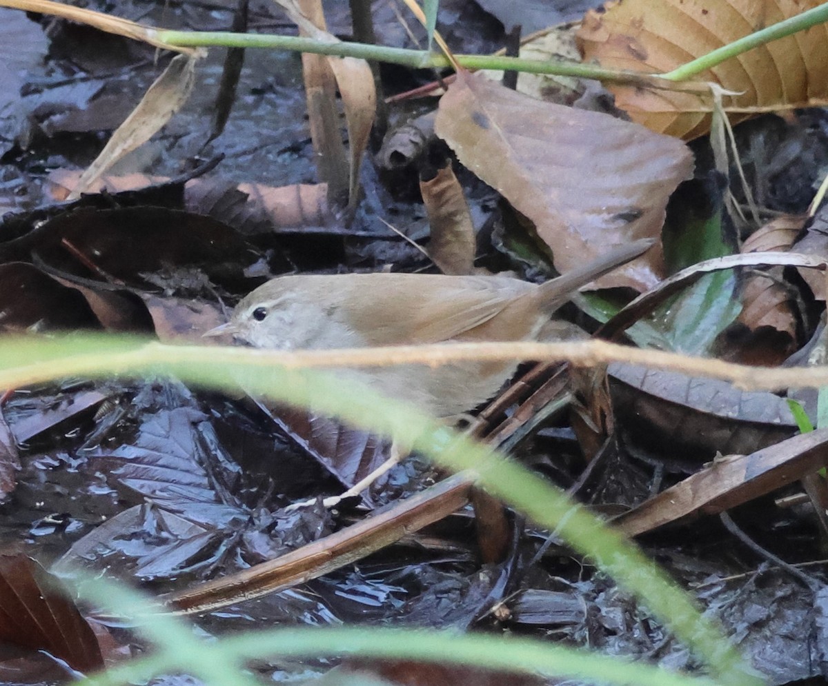 Cetti's Warbler - ML645736487