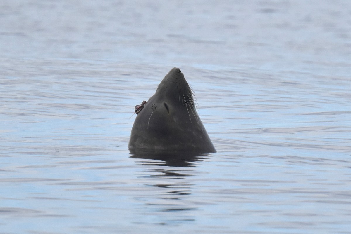 Northern Elephant Seal - ML645736497