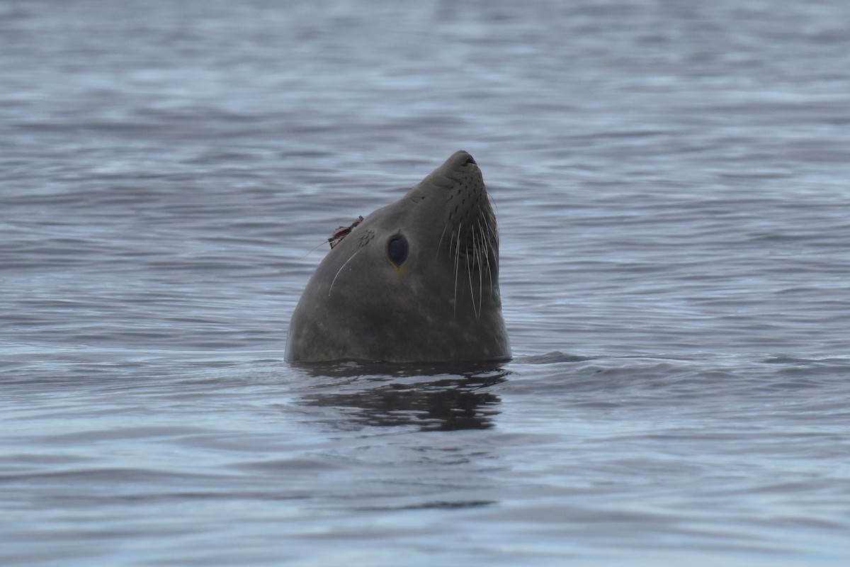 Northern Elephant Seal - ML645736498