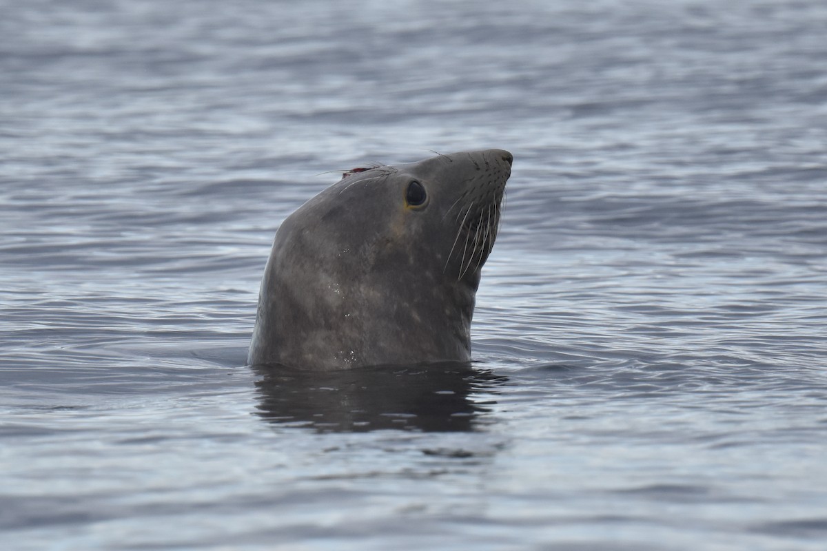 Northern Elephant Seal - ML645736499