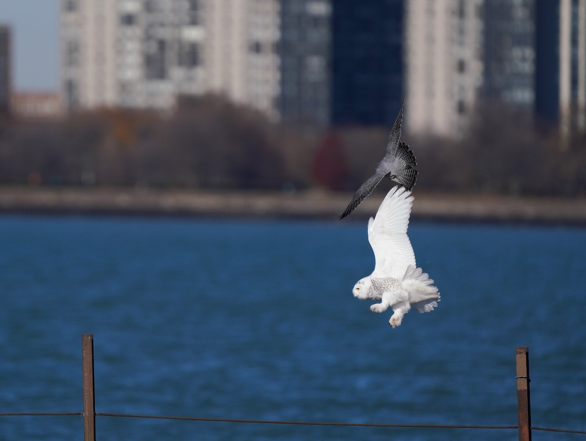Peregrine Falcon - ML645736500