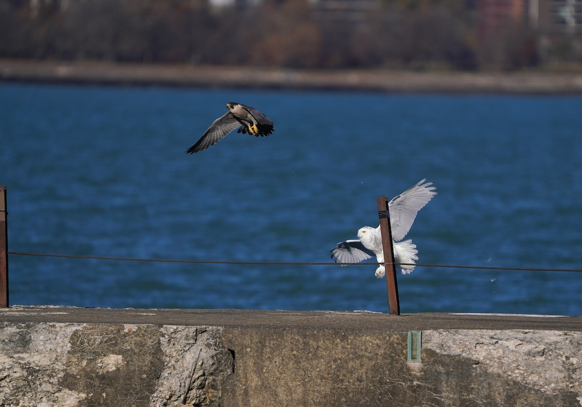 Peregrine Falcon - ML645736501