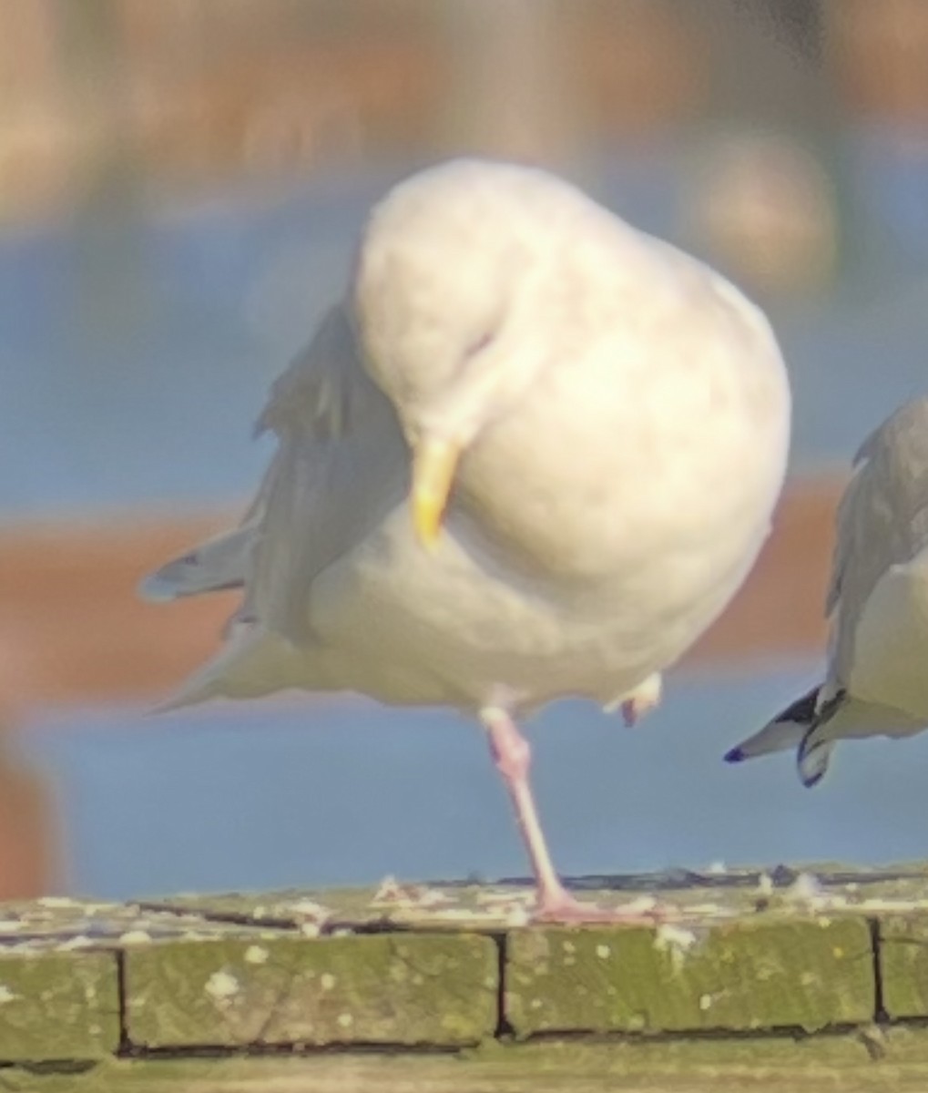 Iceland Gull - ML645736502
