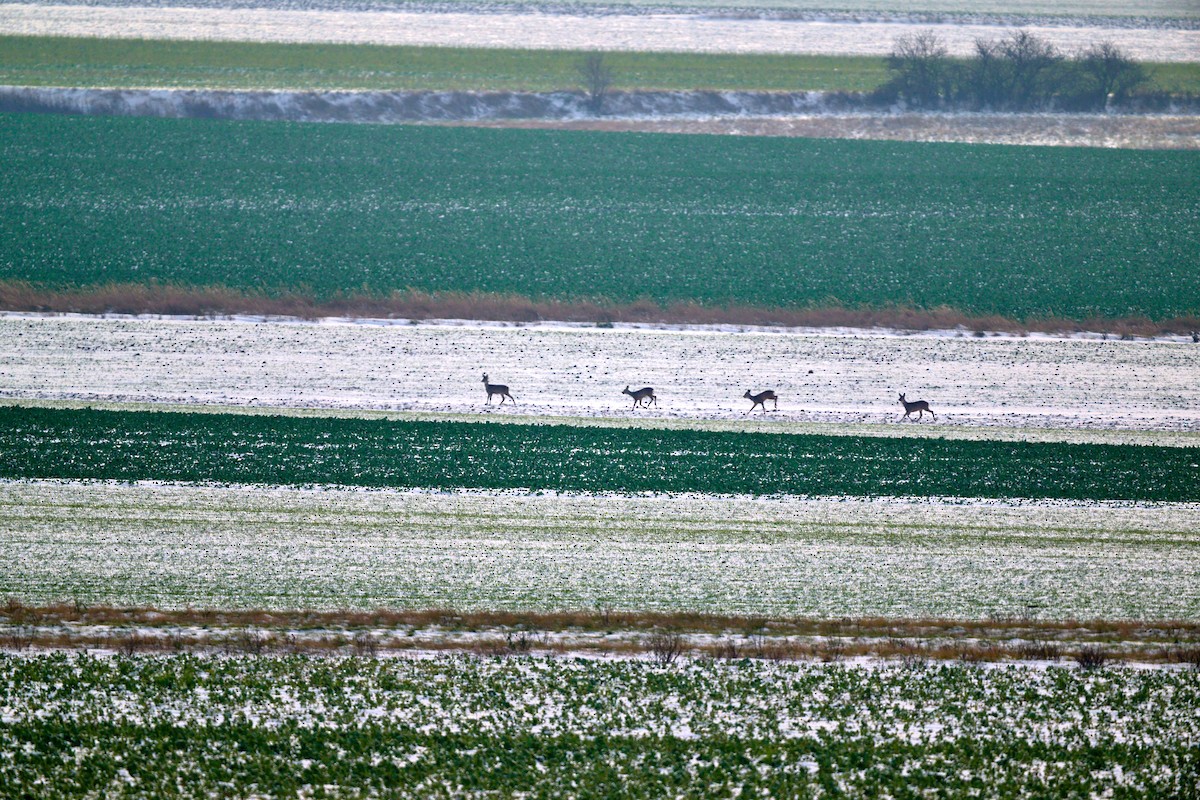 Western Roe Deer - ML645736503