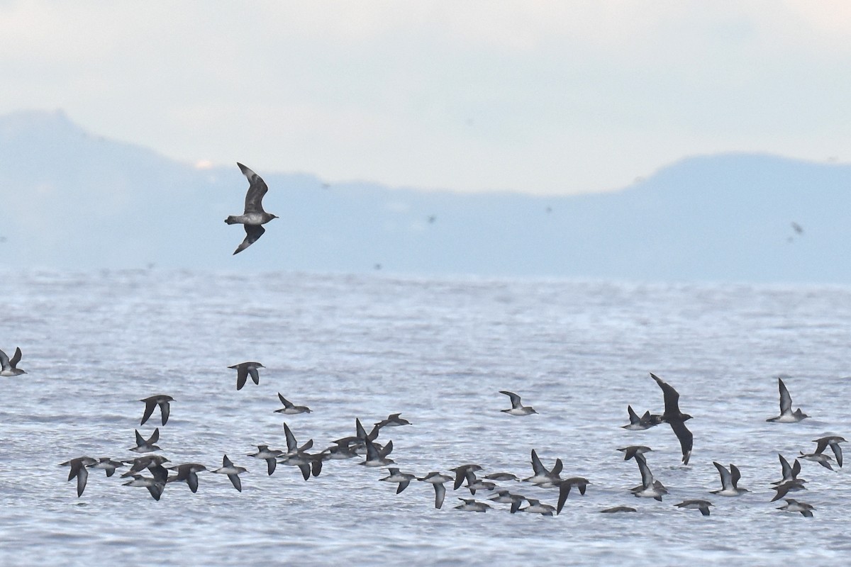 Pomarine Jaeger - ML645736509