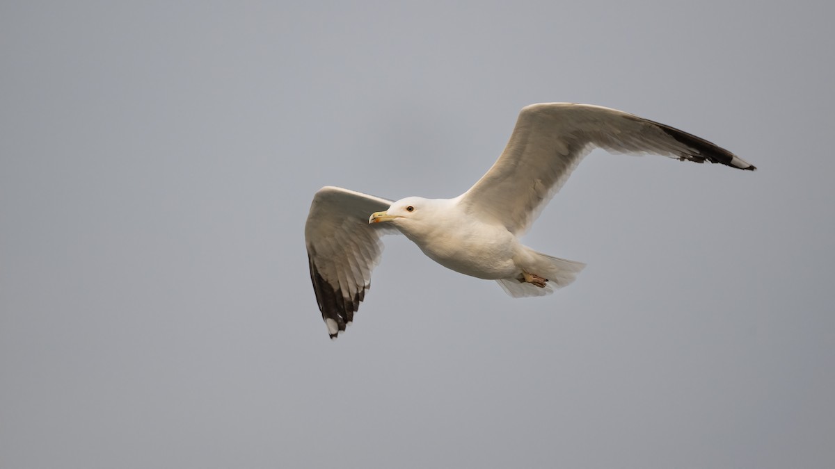 Armenian Gull - ML645736510