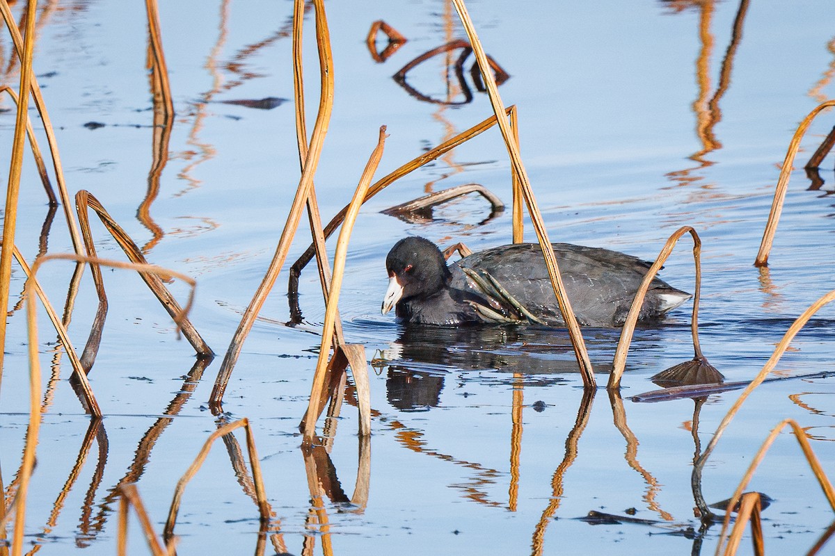 American Coot - ML645736515