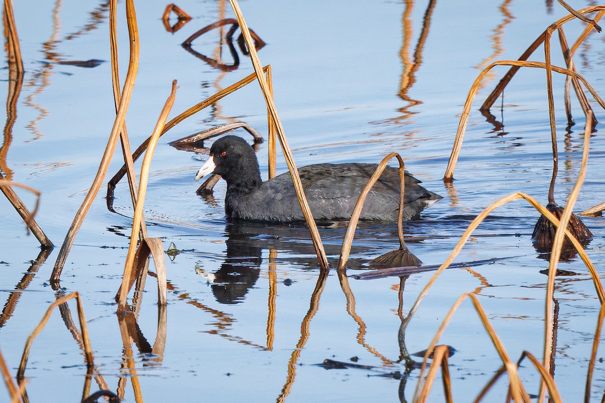 American Coot - ML645736516