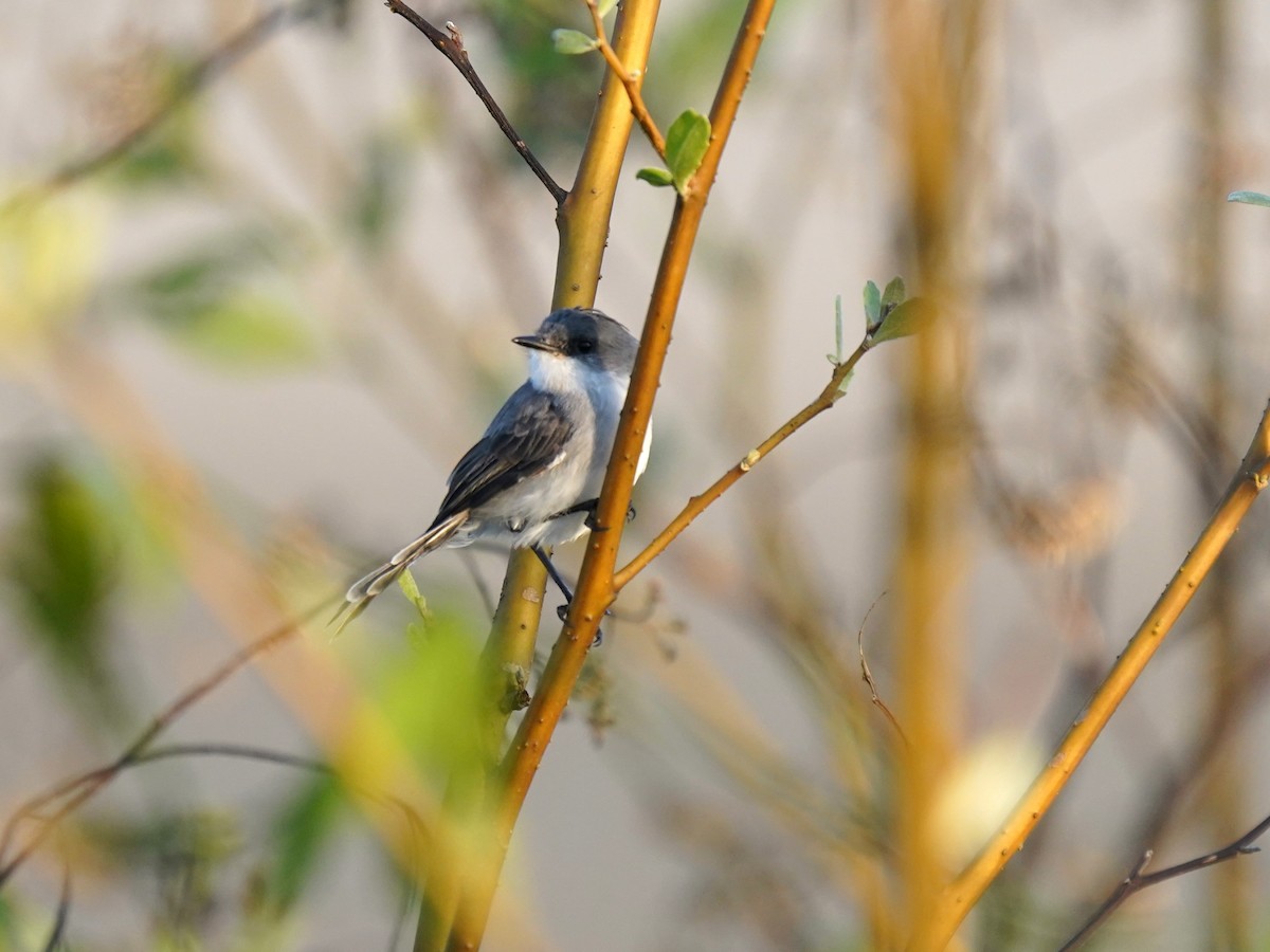 River Tyrannulet - ML645736526