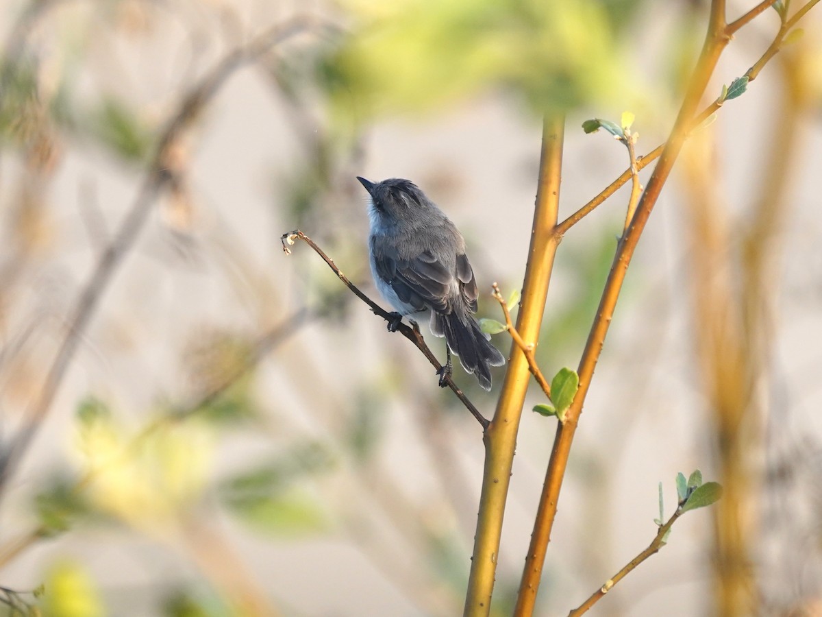 River Tyrannulet - ML645736527