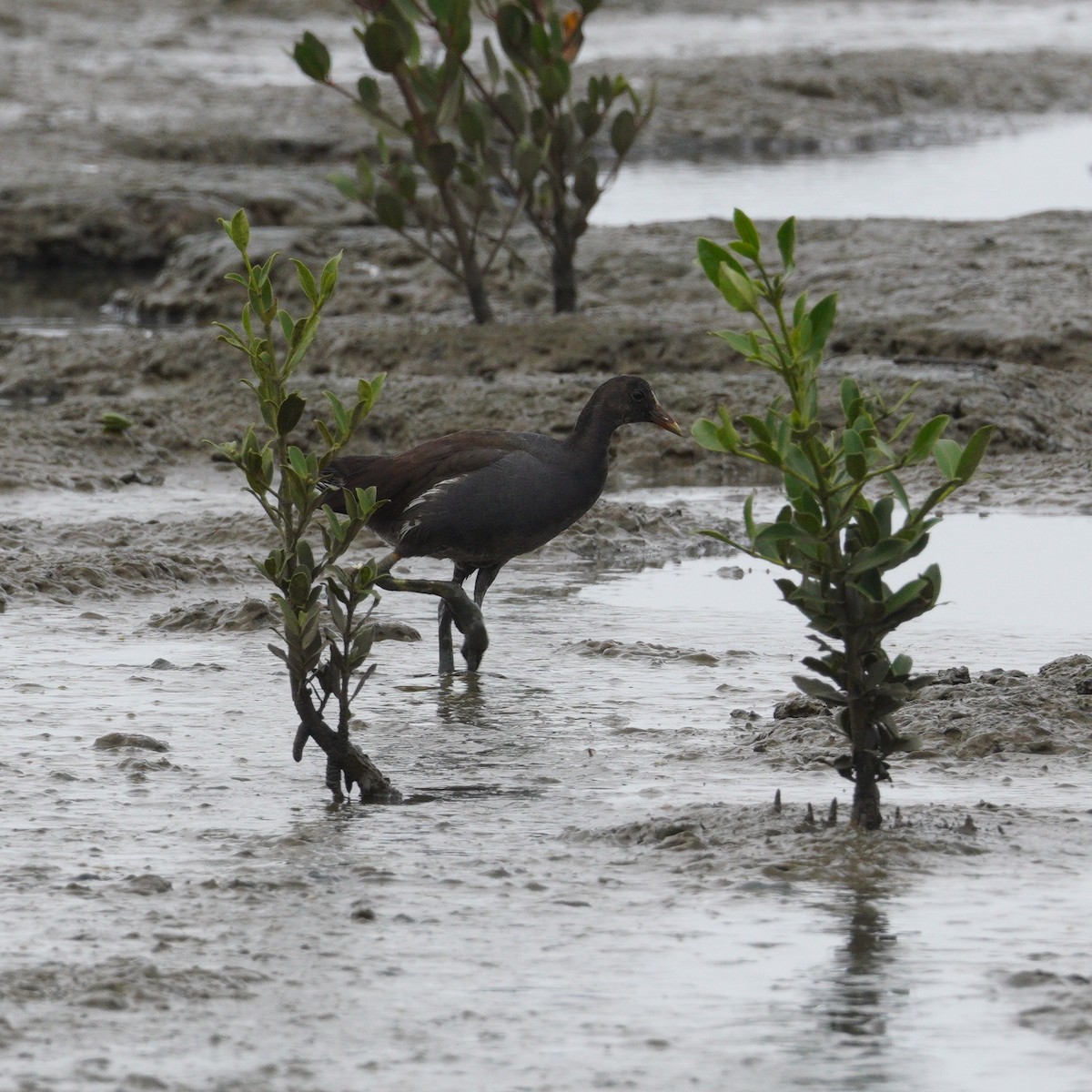 slípka americká - ML645736532