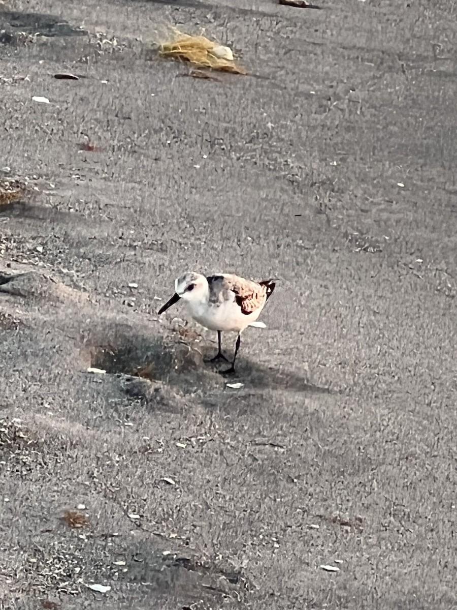 Песчанка - ML645736534