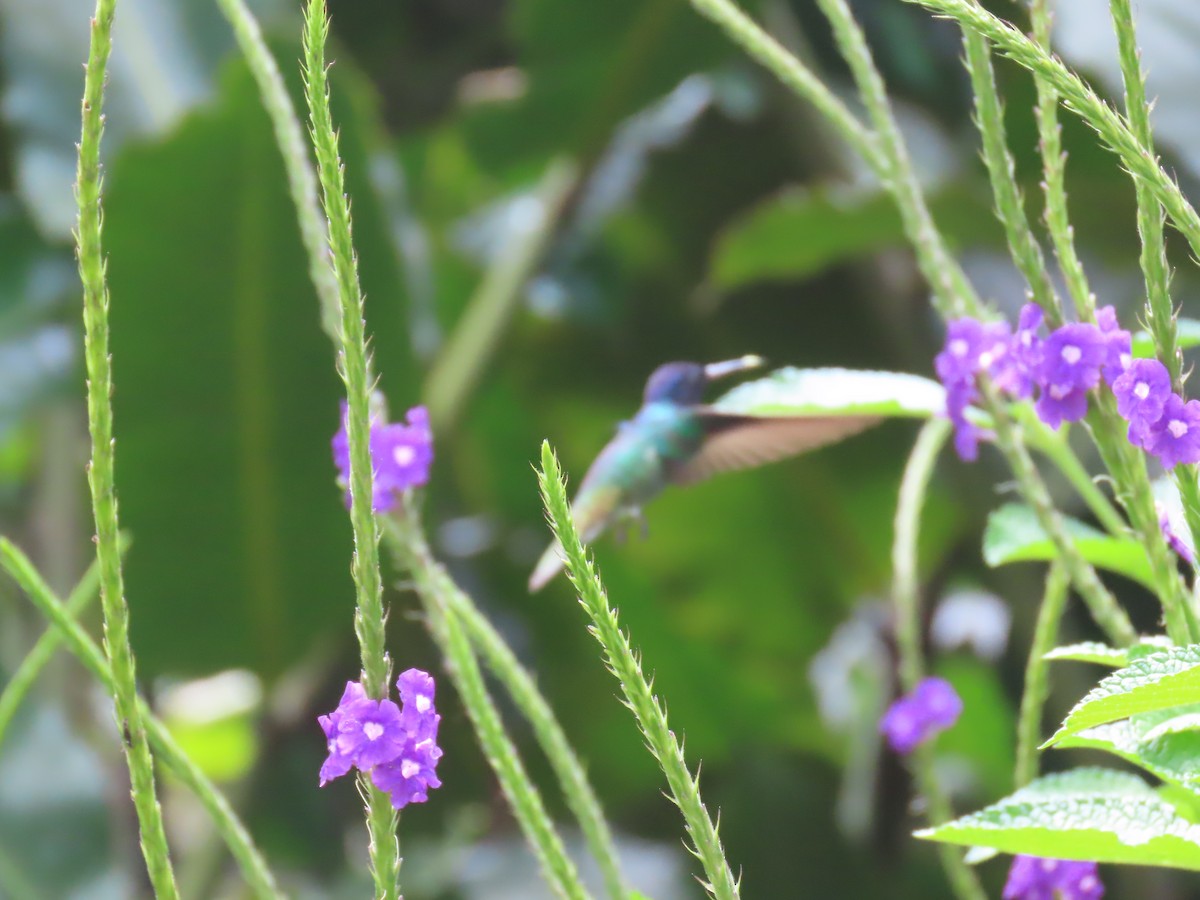 kolibřík zlatochvostý - ML645736540