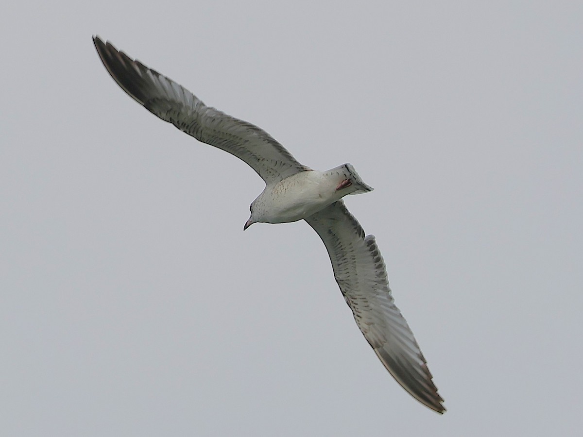 racek kroužkozobý - ML645736542