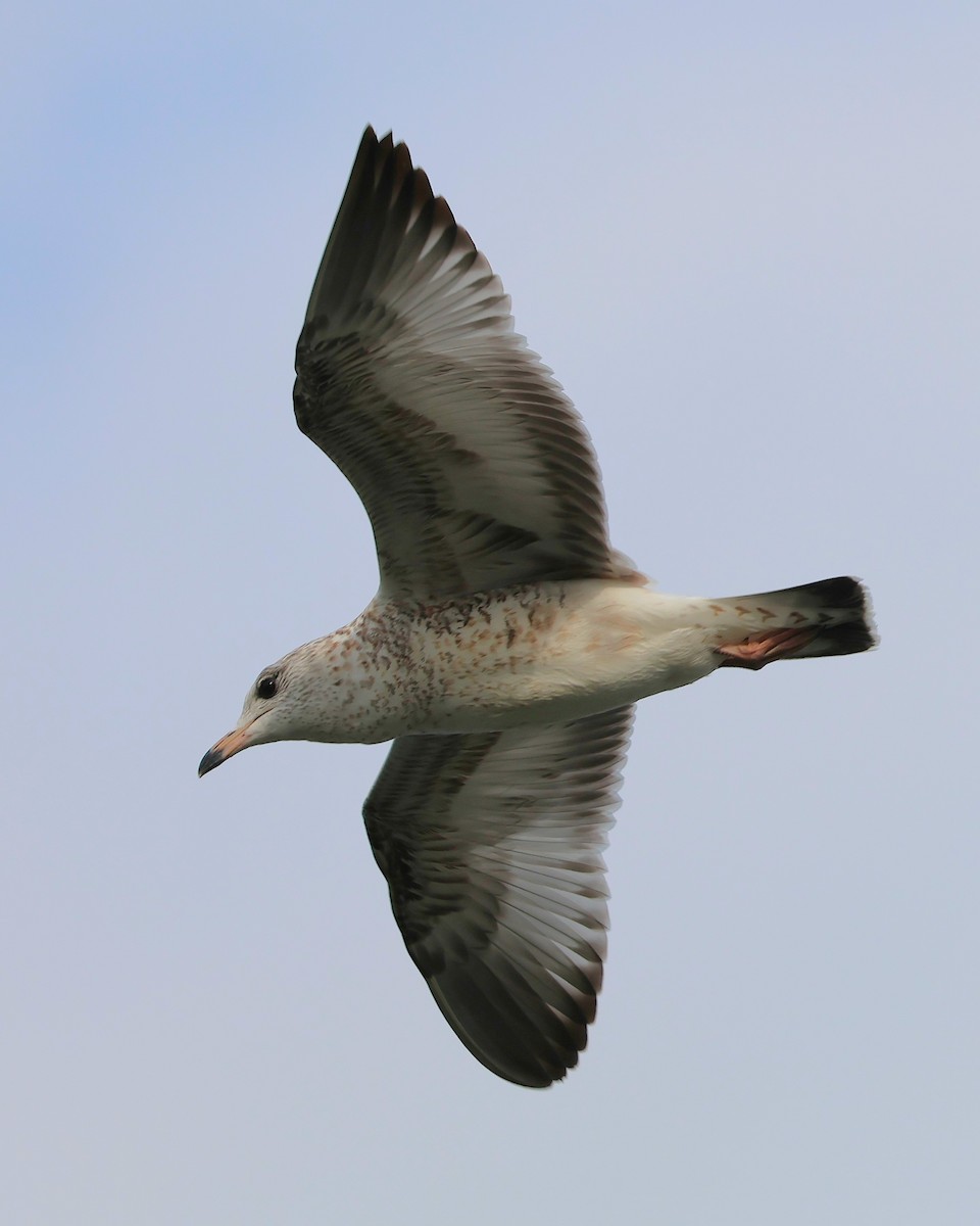 racek kroužkozobý - ML645736543