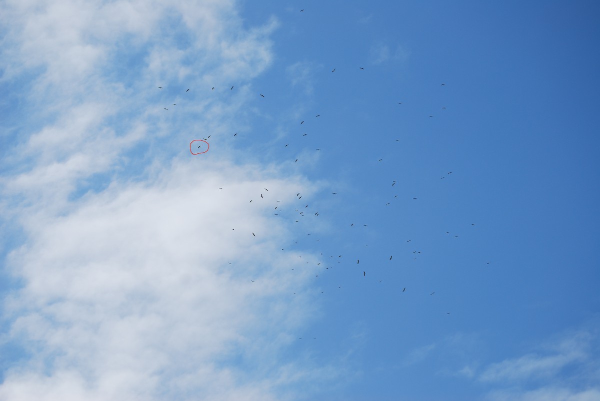 Great White Pelican - ML645736549