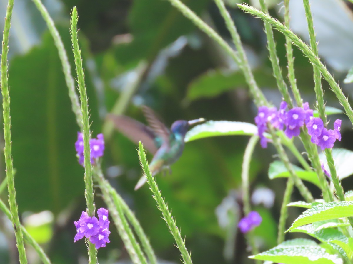 kolibřík zlatochvostý - ML645736550