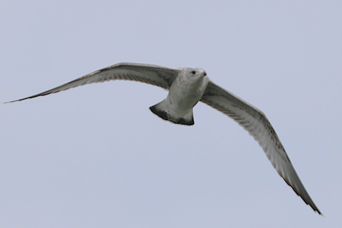 racek kroužkozobý - ML645736551