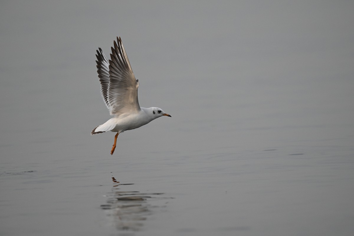 Black-headed Gull - ML645736558