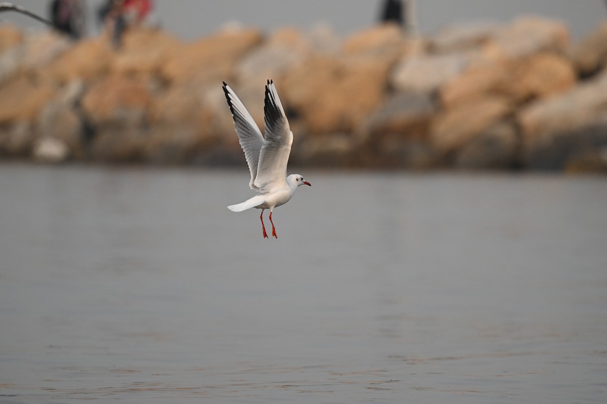 Black-headed Gull - ML645736561