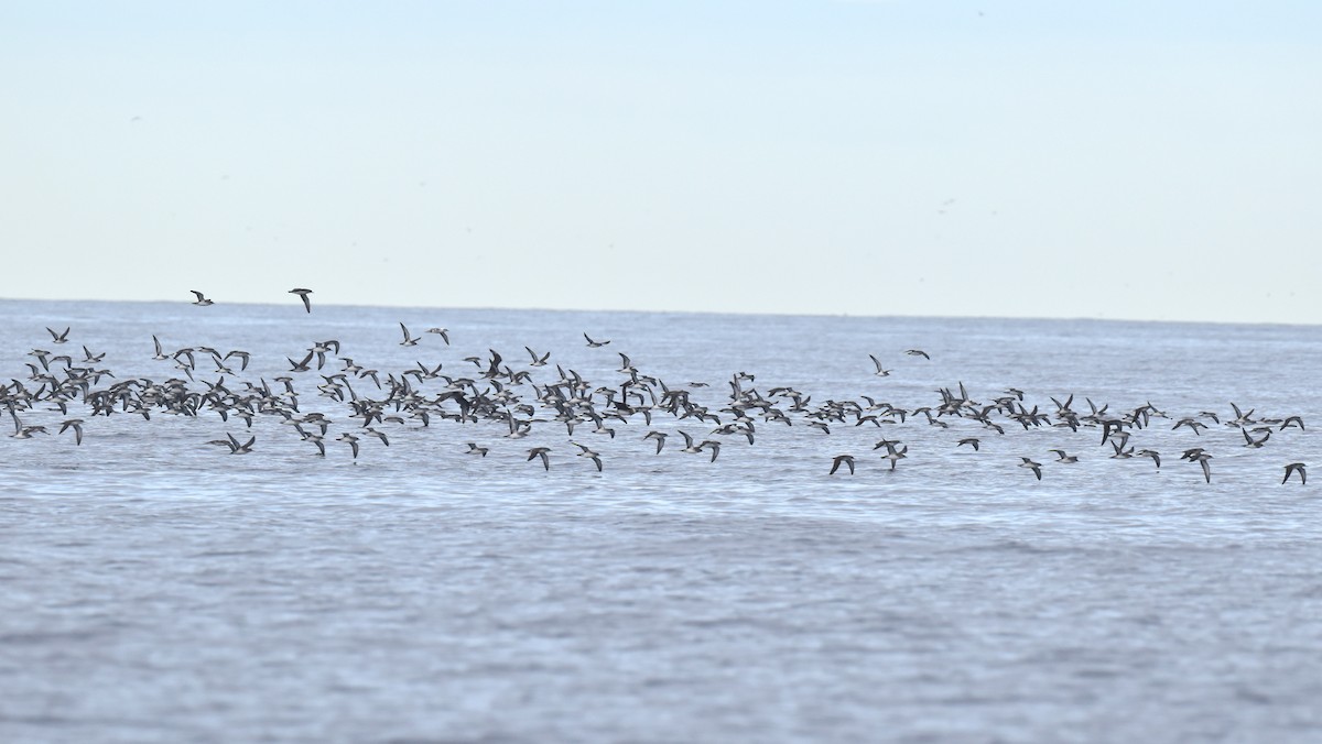 Black-vented Shearwater - ML645736566
