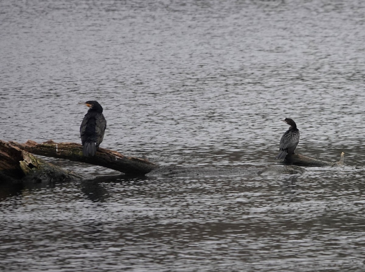 Pygmy Cormorant - ML645736567