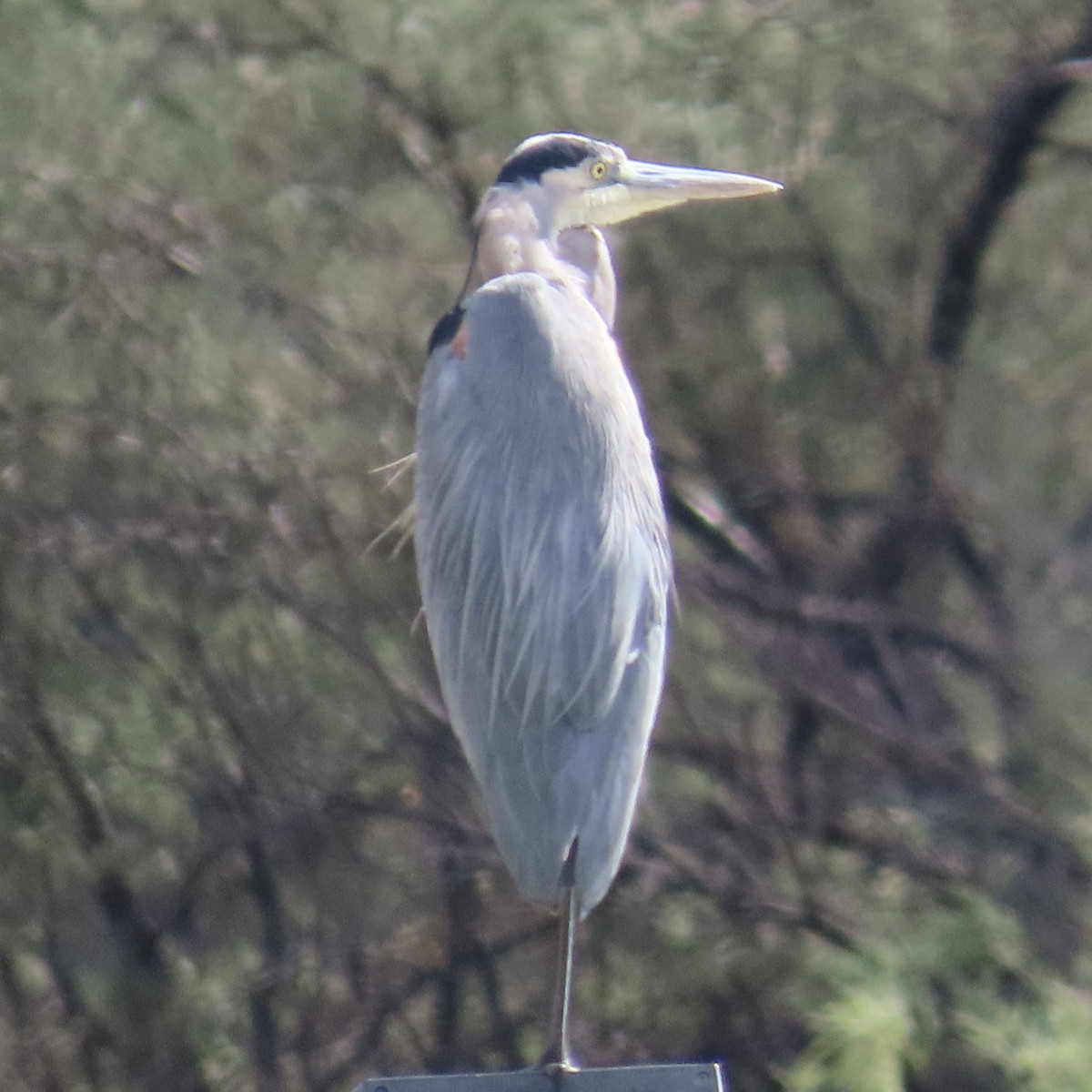 Great Blue Heron - ML645736570