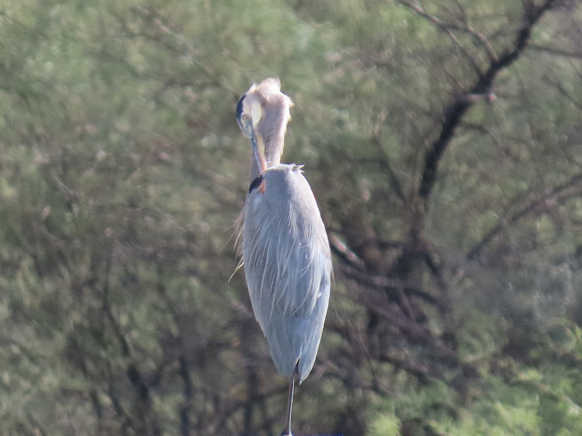 Great Blue Heron - ML645736571